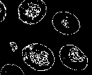 Morpholoy gradient.png