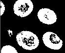 Morpholoy original.png