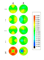 Circular contour plot depicting spatial activity patterns predicted by a computational model of the visual system of a housefly.